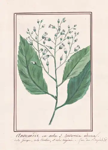 Andromede en arbre / Andromeda arborea - Sauerbaum sourwood / Botanik botany / Blume flower / Pflanze plant