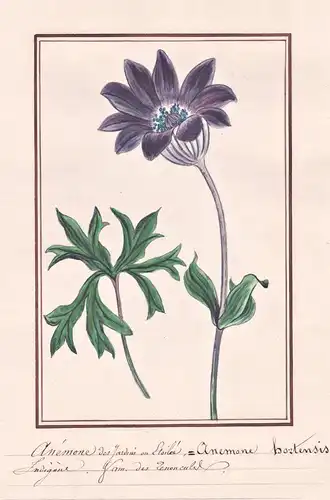 Anemone des Jardin ou Etoilee / Anemone hortensis -  Stern-Anemone Windröschen windflower / Botanik botany / B