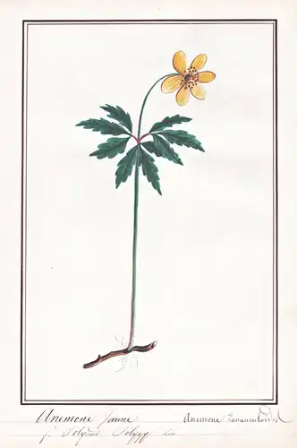 Anemone Jaune / Anemone Ranunculoides -  Gelbes Windröschen windflower yellow anemone / Botanik botany / Blume