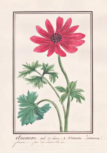 Anemone oeil de Saon / Anemone Savonina - Anemone Windröschen windflower / Botanik botany / Blume flower / Pfl