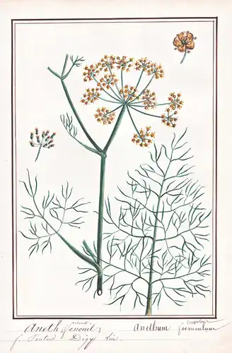 Aneth fenouil / Anethum foeniculum - Dill Gurkenkraut / Botanik botany / Blume flower / Pflanze plant