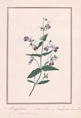 Angelonie a feuilles de salicaire / Angelonia salicariifolia - Sommer-Löwenmaul / Botanik botany / Blume flowe