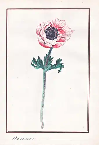 Anemone -  Windröschen windflower / Botanik botany / Blume flower / Pflanze plant