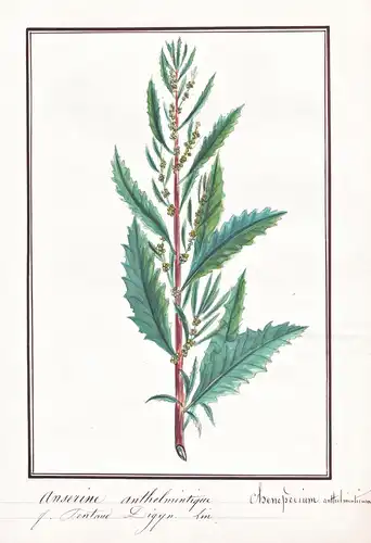 Anserine anthelmintique / Chenopodium anthelminticum - Wurmsamen-Drüsengänsefuß Amerikanisches Wurmkraut / Hei
