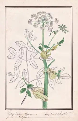 Angelique sauvage / Angelica Sylvestris - Wald-Engelwurz wild angelica / Botanik botany / Blume flower / Pflan