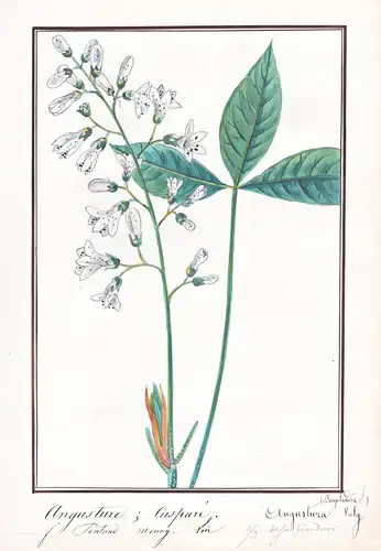 Angusture cuspare / Angustura Vulg. - Angusturabaum Angostura / Heilpflanze / Botanik botany / Blume flower /