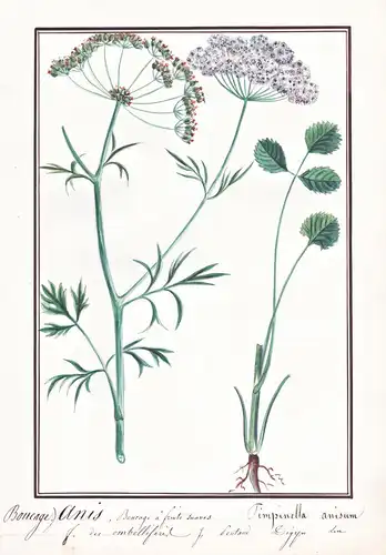 Anis / Pimpinella anisum - Anis Anise aniseed / Heilpflanze / Botanik botany / Blume flower / Pflanze plant