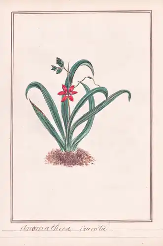 Anomatheca cruenta - Scheiniris flowering grass / Botanik botany / Blume flower / Pflanze plant