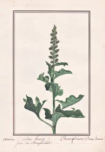 Anserine / Chenopodium - Gänsefuß goosefoot / Botanik botany / Blume flower / Pflanze plant