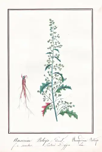 Anserine Botrys / Chenopodium botrys - Klebriger Drüsengänsefuß Jerusalem oak goosefoot / Botanik botany / Blu