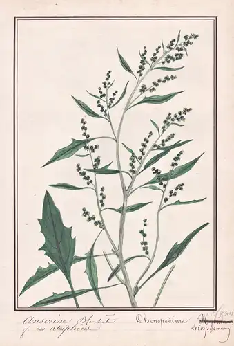 Anserine Blanchata / Chenopodium Leiospermum (album) - Weißer Gänsefuß goosefoot melde / Botanik botany / Blum