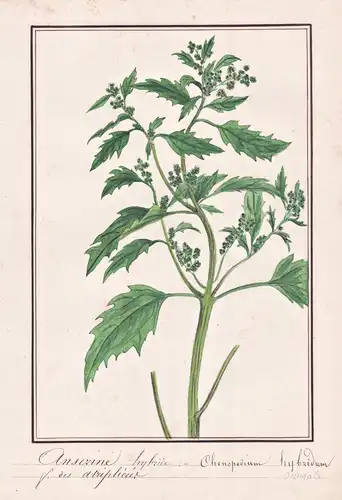 Anserine hybride / Chenopodium hybridum - Bastard-Gänsefuß / Botanik botany / Blume flower / Pflanze plant