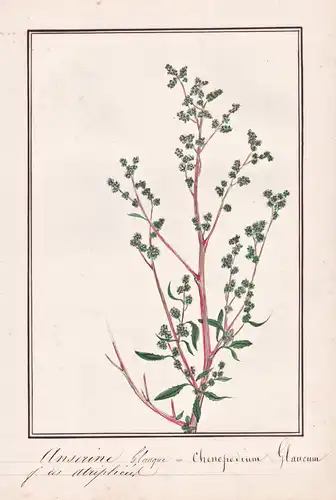 Anserine glauque / Chenopodium glaucum - Graugrüner Gänsefuß oak-leaved goosefoot / Botanik botany / Blume flo