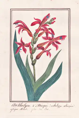Antholyse d'Ethiope / Antholyza Aethiopica - Chasmanthe / Iris Schwertlilie / Botanik botany / Blume flower /
