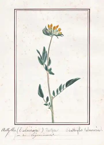 Anthyllide / Anthyllis Vulneraria - Echter Wundklee woundwort / Botanik botany / Blume flower / Pflanze plant