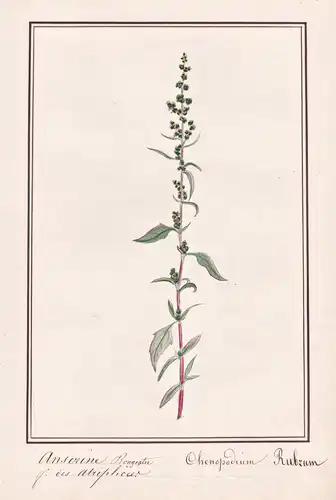 Anserine Rougeatre / Chenopodium Rubrum - Rot-Gänsefuß red goosefoot / Botanik botany / Blume flower / Pflanze