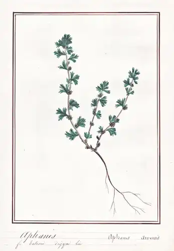 Aphanes / Aphanes arvensis - Ackerfrauenmantel  / Botanik botany / Blume flower / Pflanze plant