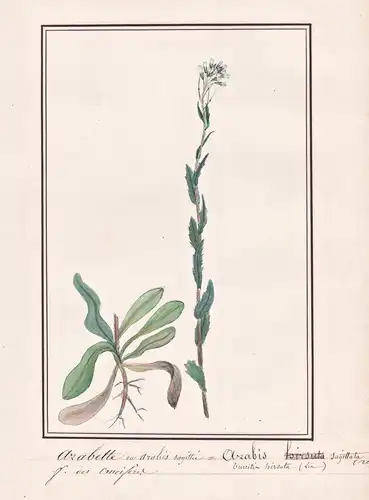 Arabette = Arabis Sagittata - Pfeil-Gänsekresse cress / Botanik botany / Blume flower / Pflanze plant