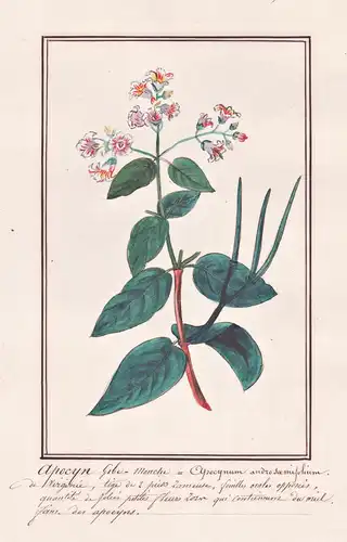 Apocyn Gobe-monche = Apocynum androsaemifolium - Hundsgift dogbane Indian hemp / Botanik botany / Blume flower