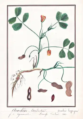 Arachide / Arachis hypogaea - Erdnuss peanut / Botanik botany / Blume flower / Pflanze plant