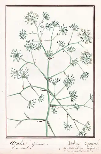 Aralie Epineuse / Aralia Spinosa - devil's walking stick / Botanik botany / Blume flower / Pflanze plant