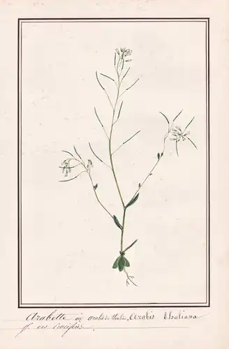 Arabette = Arabis Thaliana - Acker-Schmalwand Gänserauke thale cress mouse-ear cress/ Botanik botany / Blume f