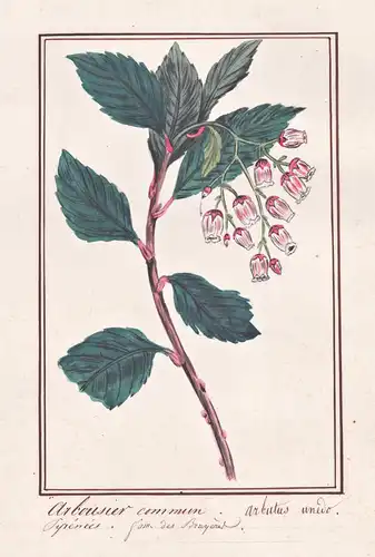 Arbousier commun / Arbutus unedo - Westlicher Erdbeerbaum strawberry tree / Botanik botany / Blume flower / Pf
