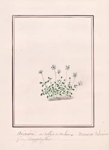 Arenaire ou Sabline de mahon = Arenaria Balearica - Balearen-Sandkraut mossy sandwort / Botanik botany / Blume