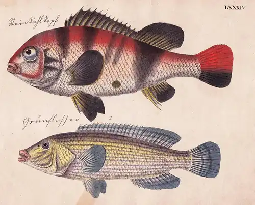 Der Steinkahlkopf / Der Grünflosser - Fisch fish Fische (Tafel LXXXIV)