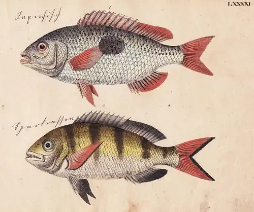 Der Larirfisch / Der Sparbrassen - Fisch fish Fische (Tafel LXXXXI)