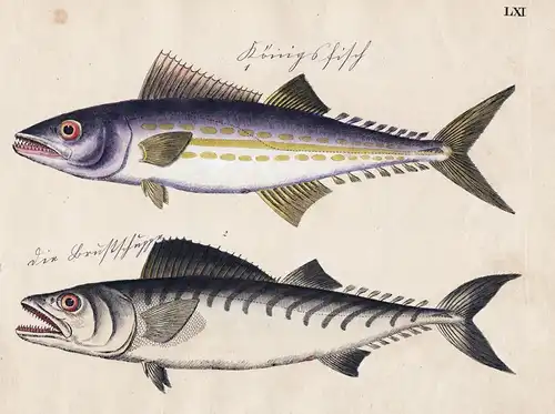 Königsfisch / Brustschuppe - Fisch fish Fische (Tafel LXI)