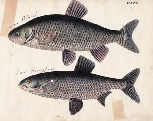 Aland / Raapfen - Fisch fish Fische (Tafel CXXXVIII)