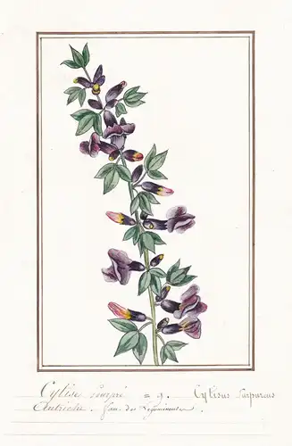 Cytise Pourpre / Cytisus Purpureus - Purpur-Zwergginster Roter Geißklee / Botanik botany / Blume flower / Pfla