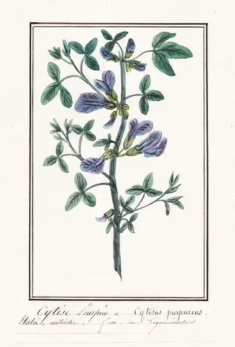 Cytise Pourpre / Cytisus Purpureus - Roter Geißklee broom / Botanik botany / Blume flower / Pflanze plant