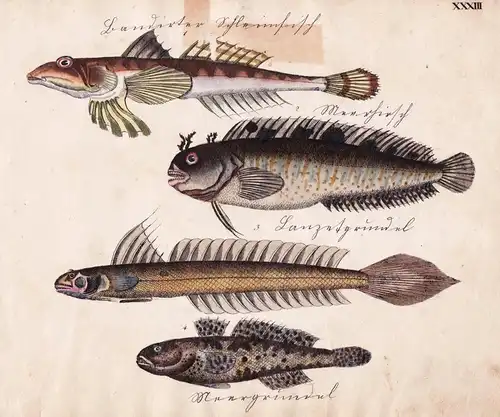 bandirte Schleimfisch / Meerhirsch / Lanzettgrundel / Meergrundel - Fisch fish Fische (Tafel XXXIII)