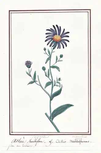 Astere soyeuse / Aster argenteus - Aster / Botanik botany / Blume flower / Pflanze plant