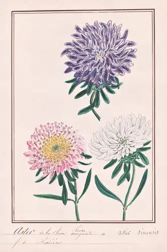 Astere dela Chine = Aster sinensis - Sommeraster China aster annual aster / Botanik botany / Blume flower / Pf