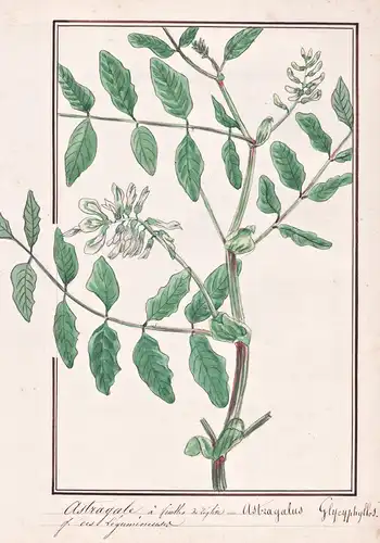 Astragale a feuilles de reglieu = Astragalus Glycyphyllos - Bärenschote liquorice milkvetch Süßer Tragant / Bo