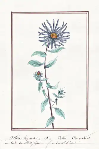 Astere soyeuse / Aster argenteus - Aster / Botanik botany / Blume flower / Pflanze plant