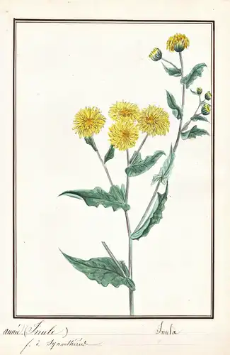Aunee (Inule) = Inula - Echter Alant horse-heal elfdock / Botanik botany / Blume flower / Pflanze plant