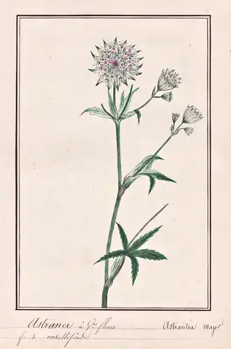 Astrance a Gdes fleurs / Abstrantia major - Große Sterndolde great masterwort / Botanik botany / Blume flower