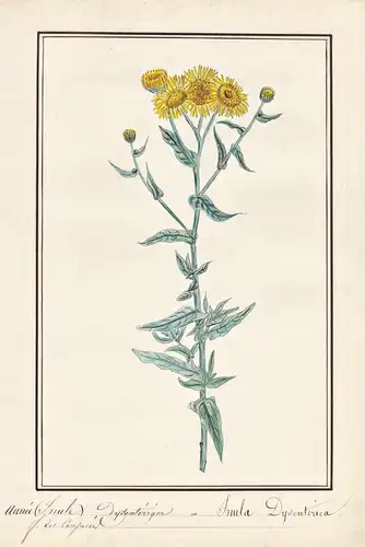 Aunee (Inule) Dysenterique = Inula Dysenterica - Großes Flohkraut Ruhr-Flohkraut fleabane / Botanik botany / B