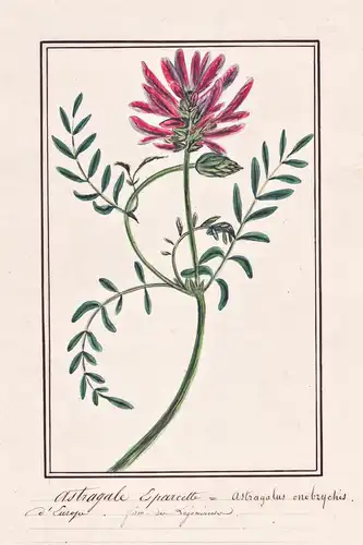 Astragale Eparcette = Astragalus onobrychis - Esparsetten-Tragant milkvetch / Botanik botany / Blume flower /