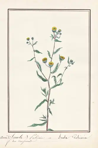 Aunee (Inule) Pulicaire = Inula Pulicaria - Kleines Flohkraut fleabane / Botanik botany / Blume flower / Pflan