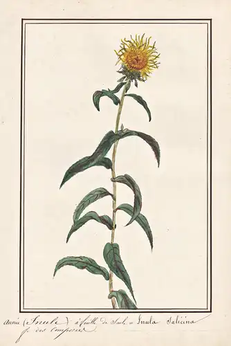 Aunee a feuille de Saule = Inula salicina - Weiden-Alant Irish fleabane / Botanik botany / Blume flower / Pfla