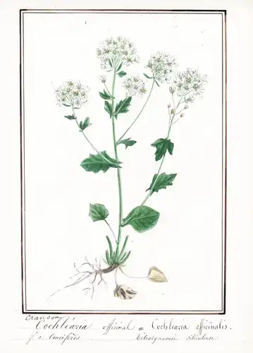 Cochlearia officinal = Cochlearia officinalis - Löffelkraut scurvy-grass / Botanik botany / Blume flower / Pfl