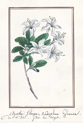 Azalee Glauque = Azalea glauca - Azalee / Botanik botany / Blume flower / Pflanze plant