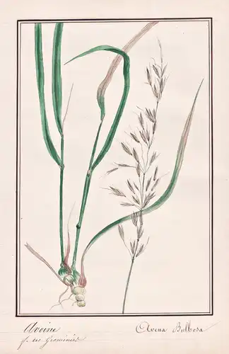 Avoine / Avena Bulbosa - Hafer oat / Botanik botany / Blume flower / Pflanze plant