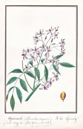 Azedarach / Melia azedarach - Zedrachbaum chinaberry tree / Botanik botany / Blume flower / Pflanze plant