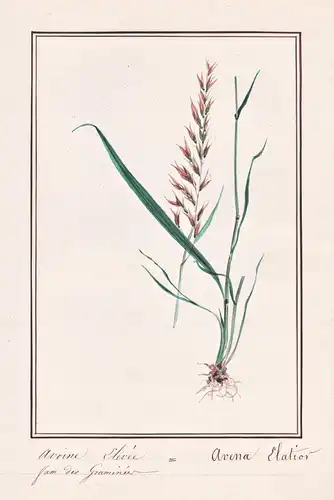 Avoine Elevee / Avena Elatior - Gewöhnlicher Glatthafer bulbous oat grass Französisches Raygras / Botanik bota